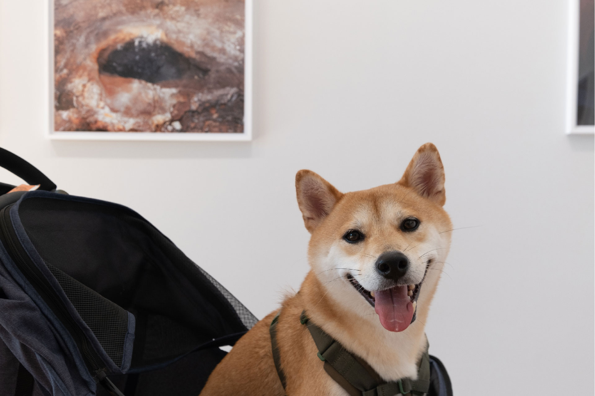 狗2.jpg